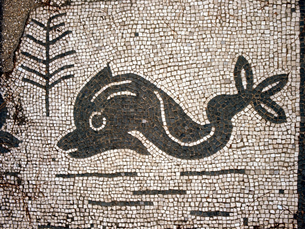 Rappresentazione di un delfino da un mosaico nella piazza delle Corporazioni di Ostia antica. da Roman