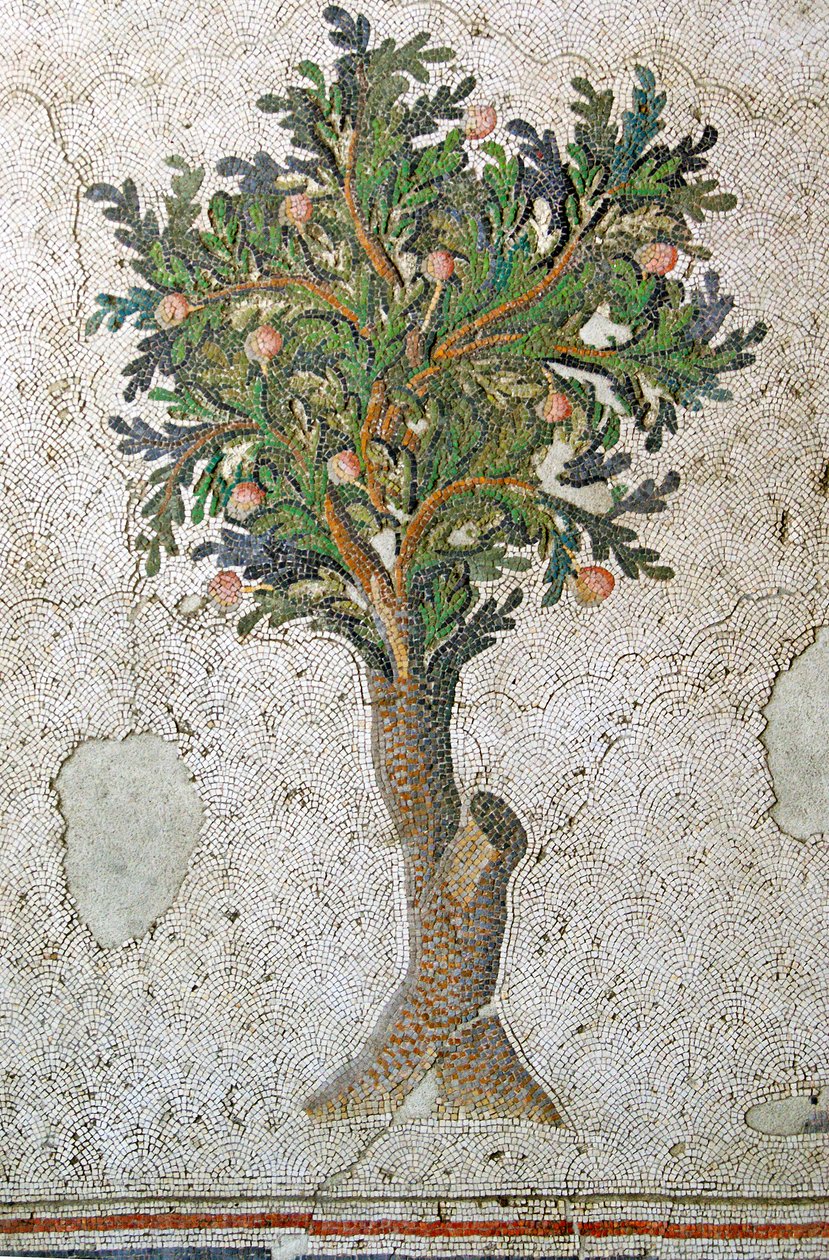 Immagine sconosciuta da Roman