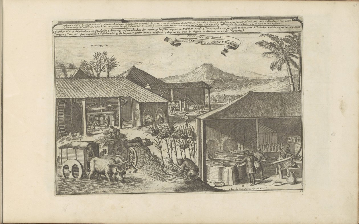 Lavoratori di zucchero brasiliani da Romeyn de Hooghe