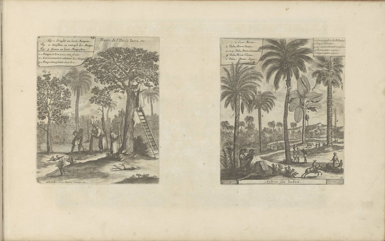 Paesaggi con alberi di mango, cocco e palme (Frutti dell