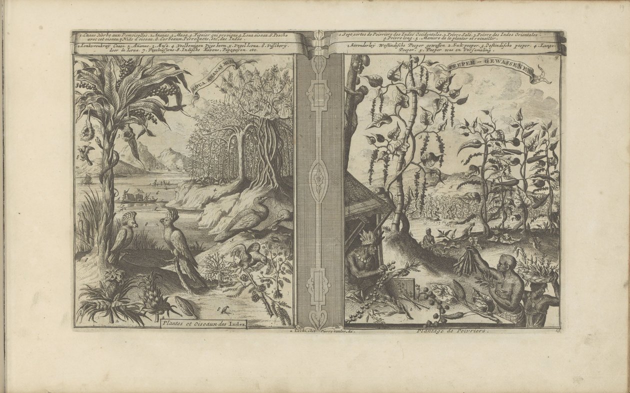 Piante, uccelli e campi di pepe da Romeyn de Hooghe