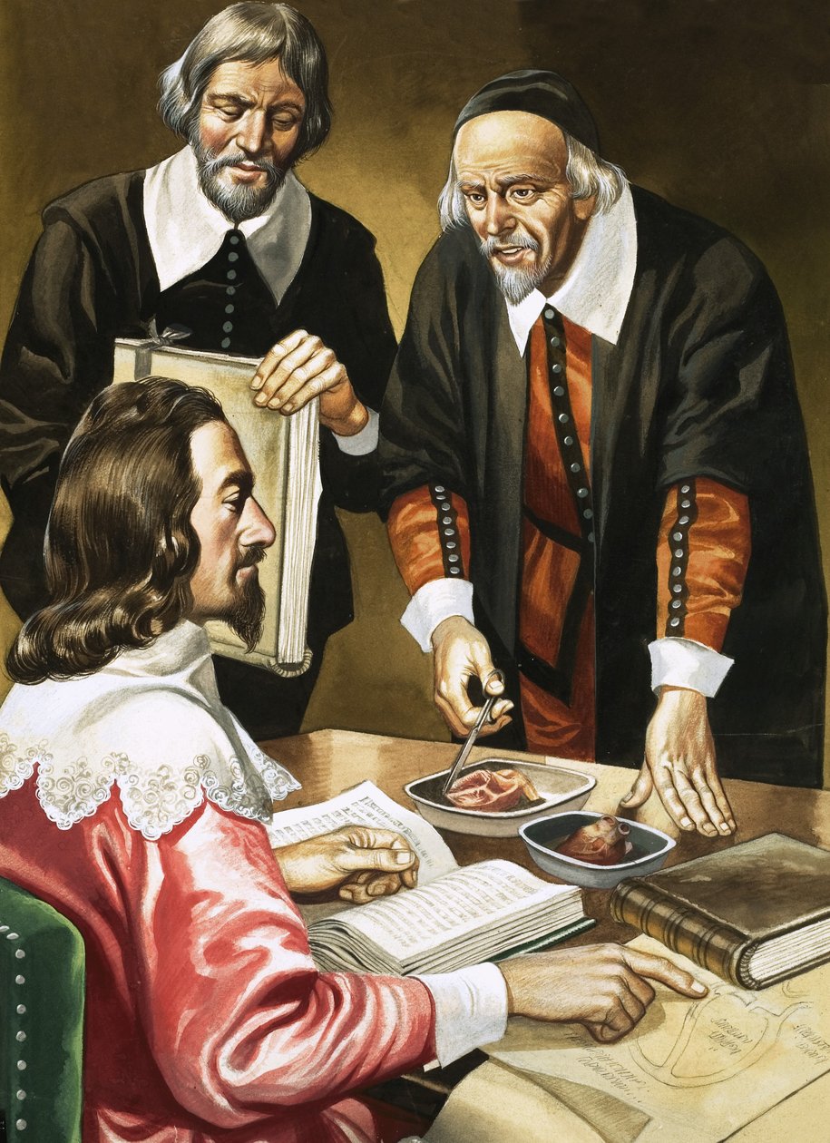 Carlo I e William Harvey discutono del cuore da Ron Embleton