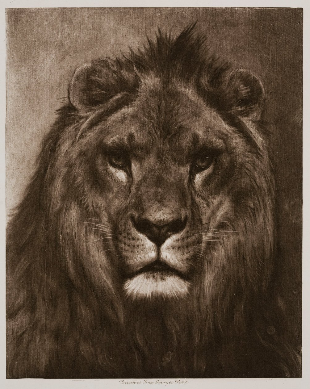 Leone da Rosa Bonheur