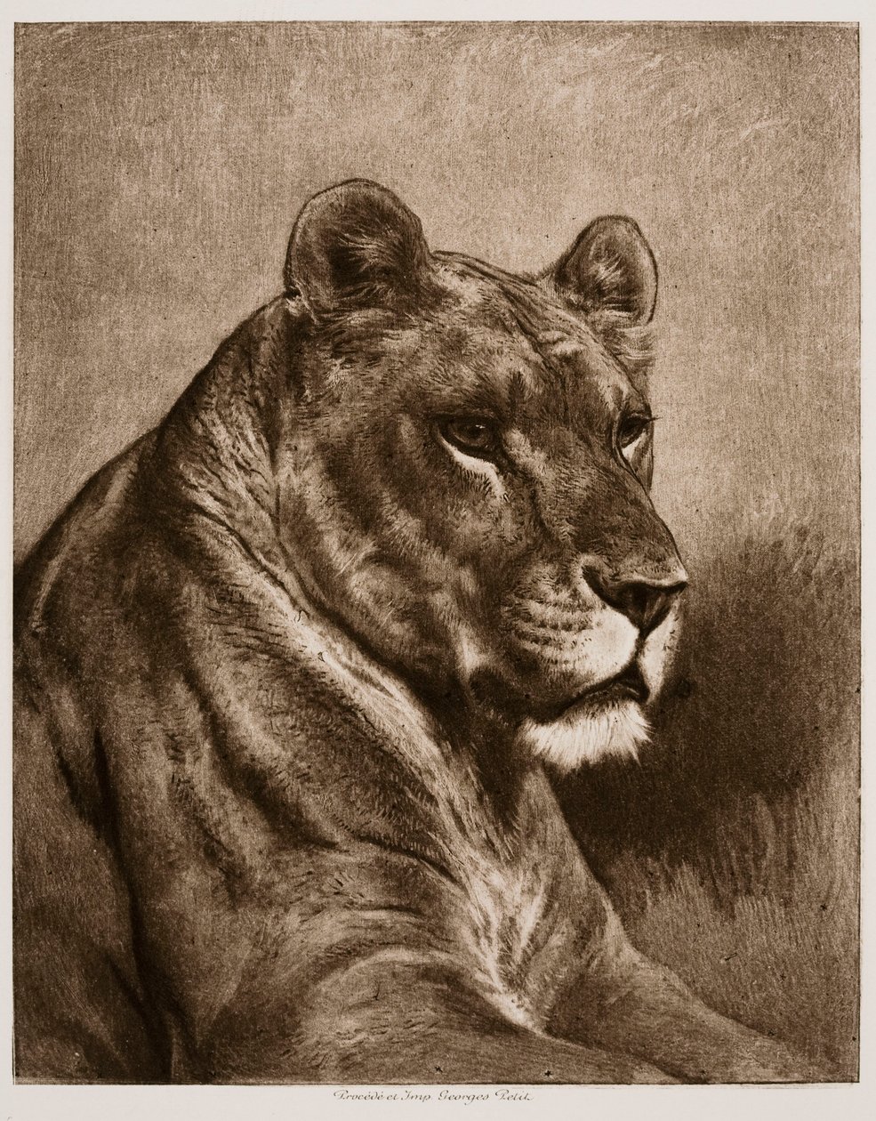 Leonessa da Rosa Bonheur