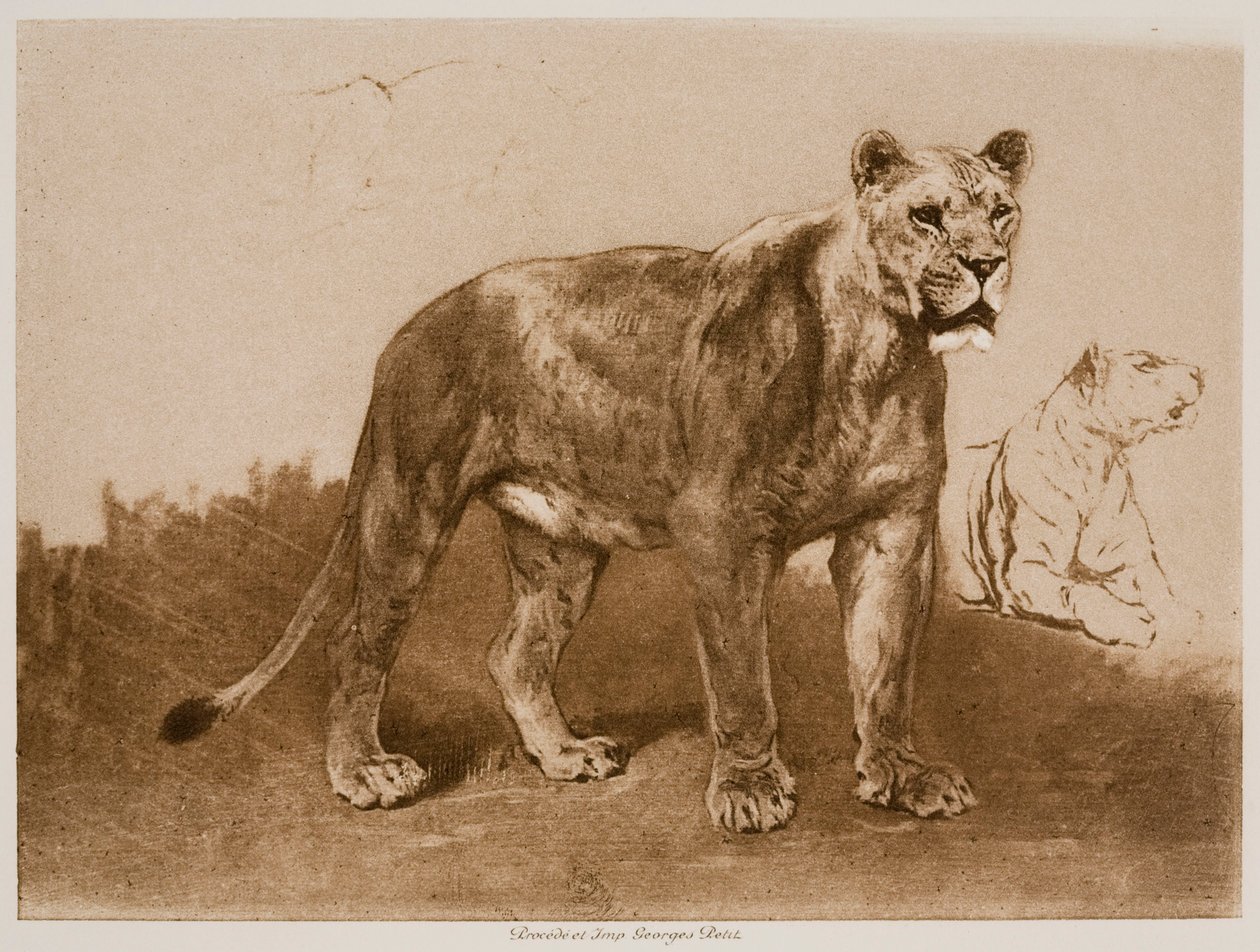 Studi di una leonessa da Rosa Bonheur