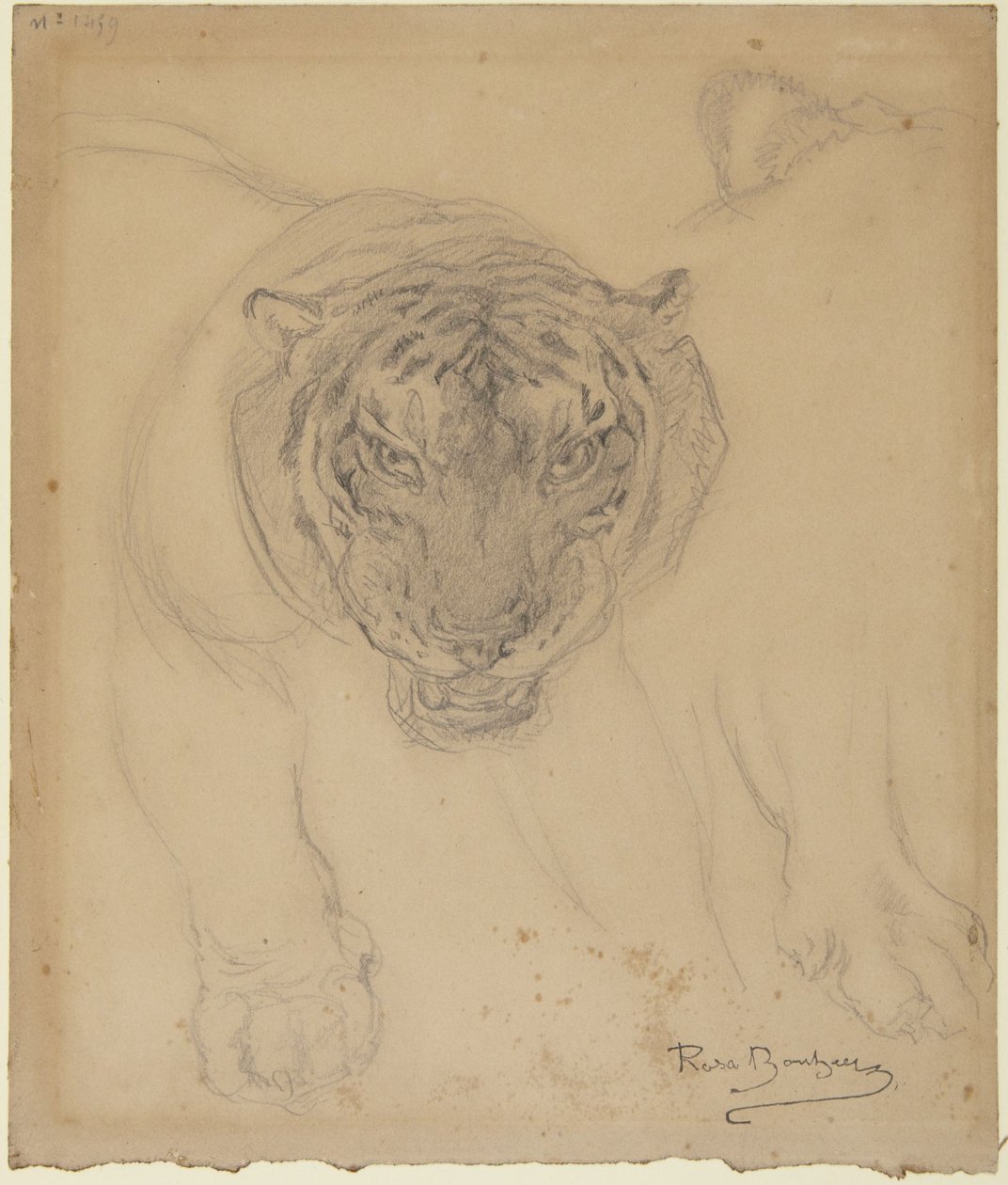 Tigre, con schizzo di una zampa, sul retro: schizzo della testa di una tigre da Rosa Bonheur