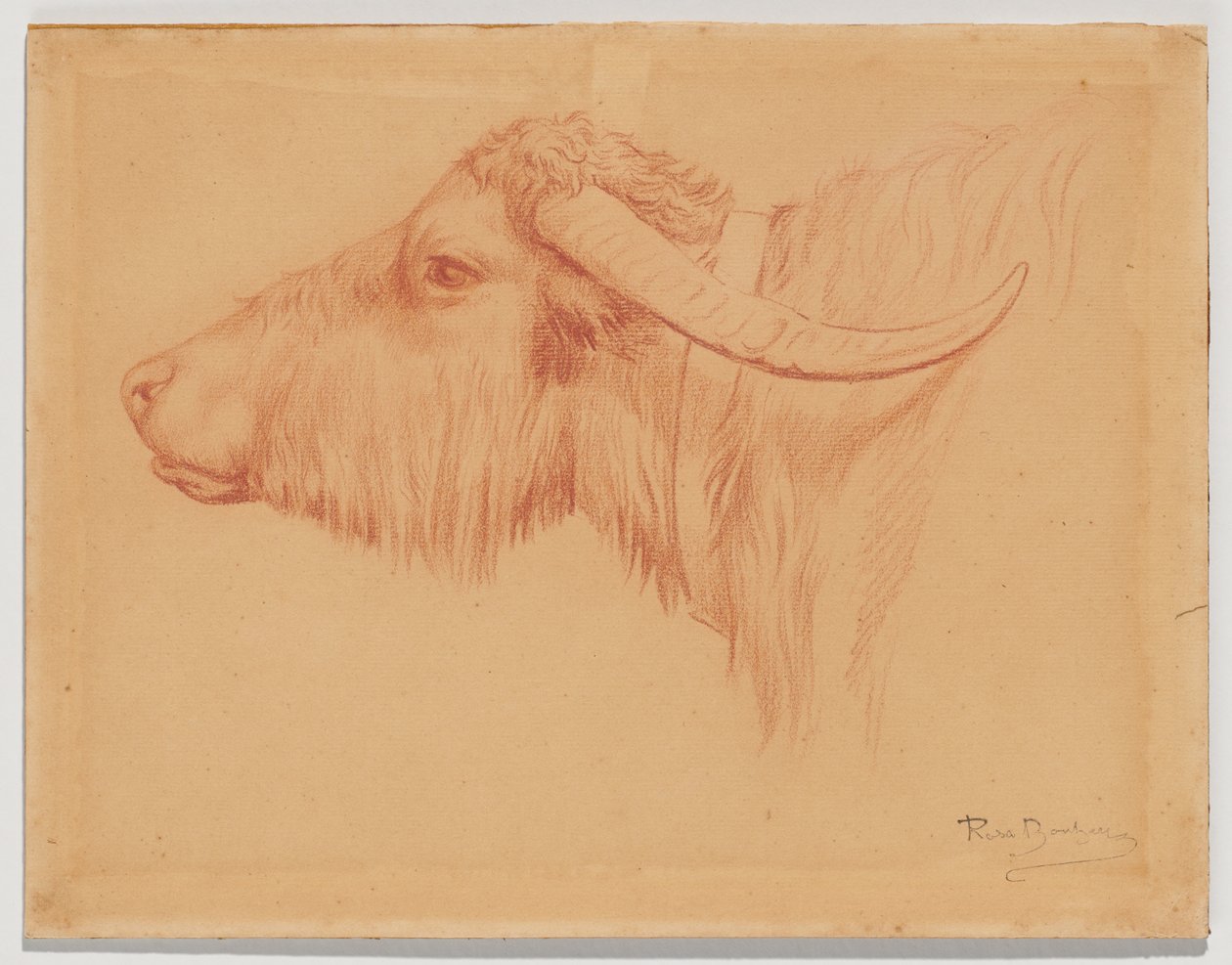 Bufalo d