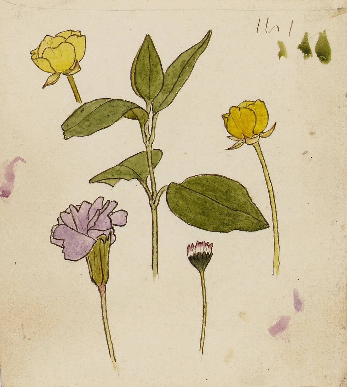 Studio di fiori - ranuncolo e margherita da Rosa Brett