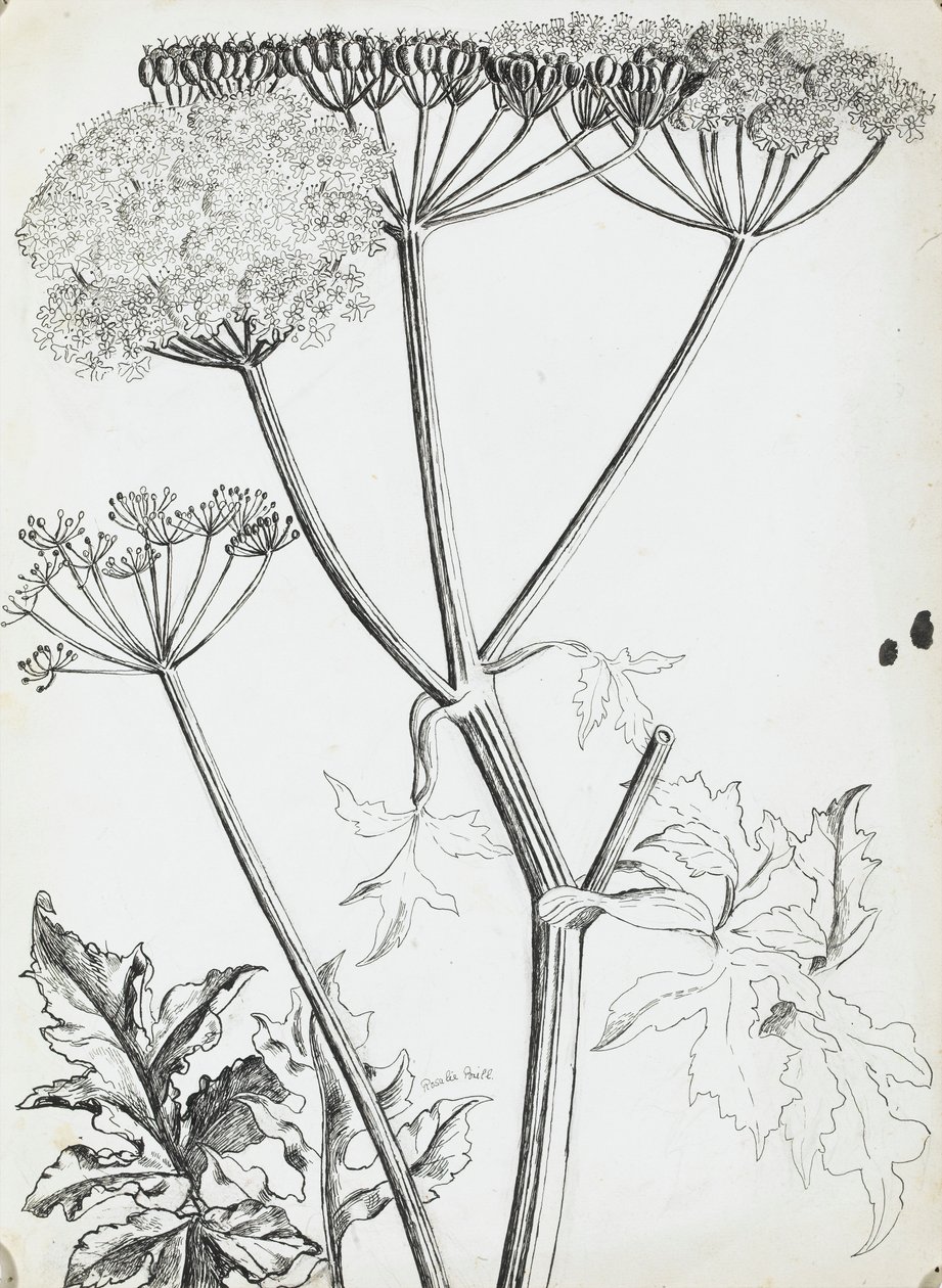 Prezzemolo di mucca da Rosalie Brill