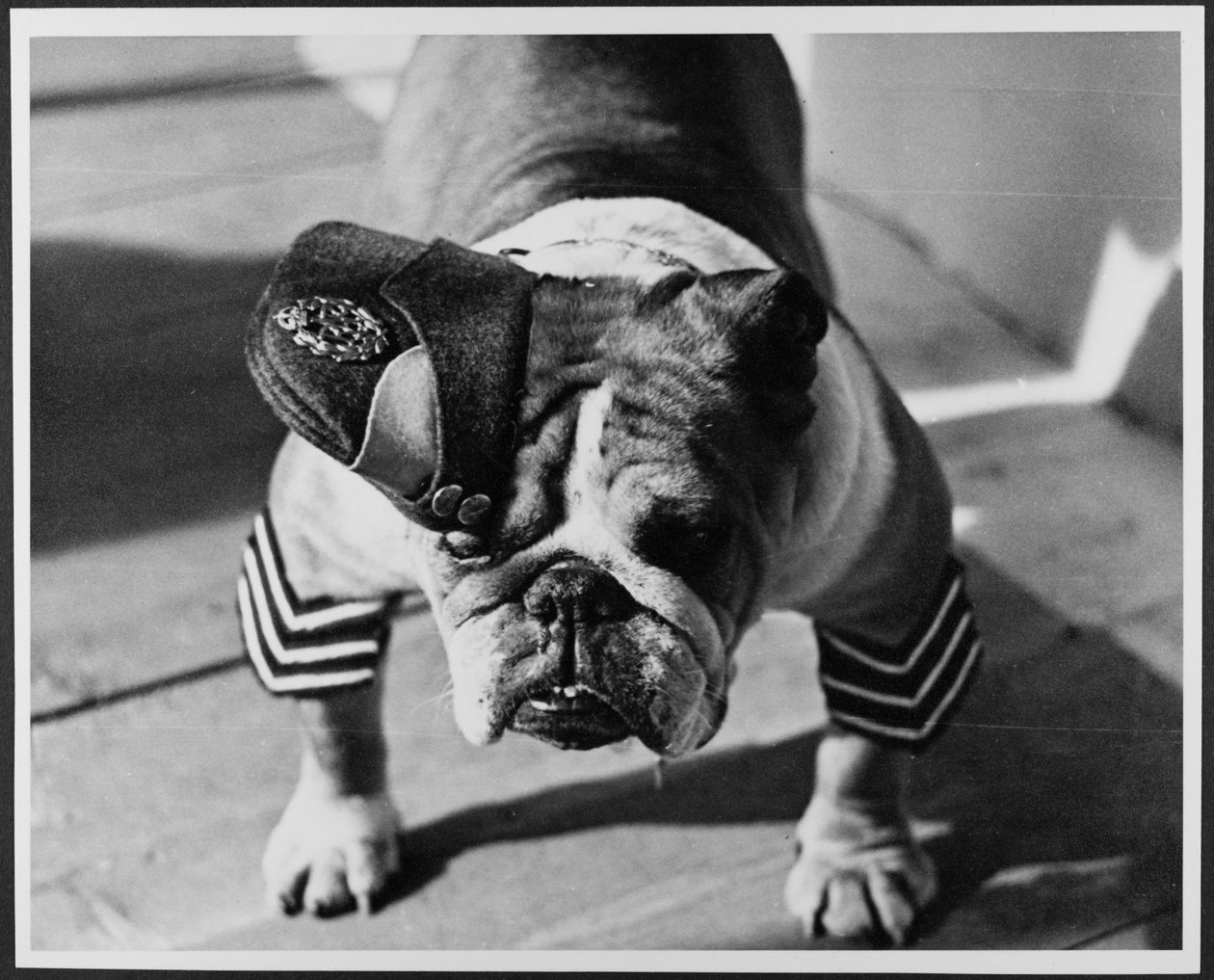 Un Bulldog in uniforme RAF, Pinewood Studios da Royal Air Force Film Production Unit