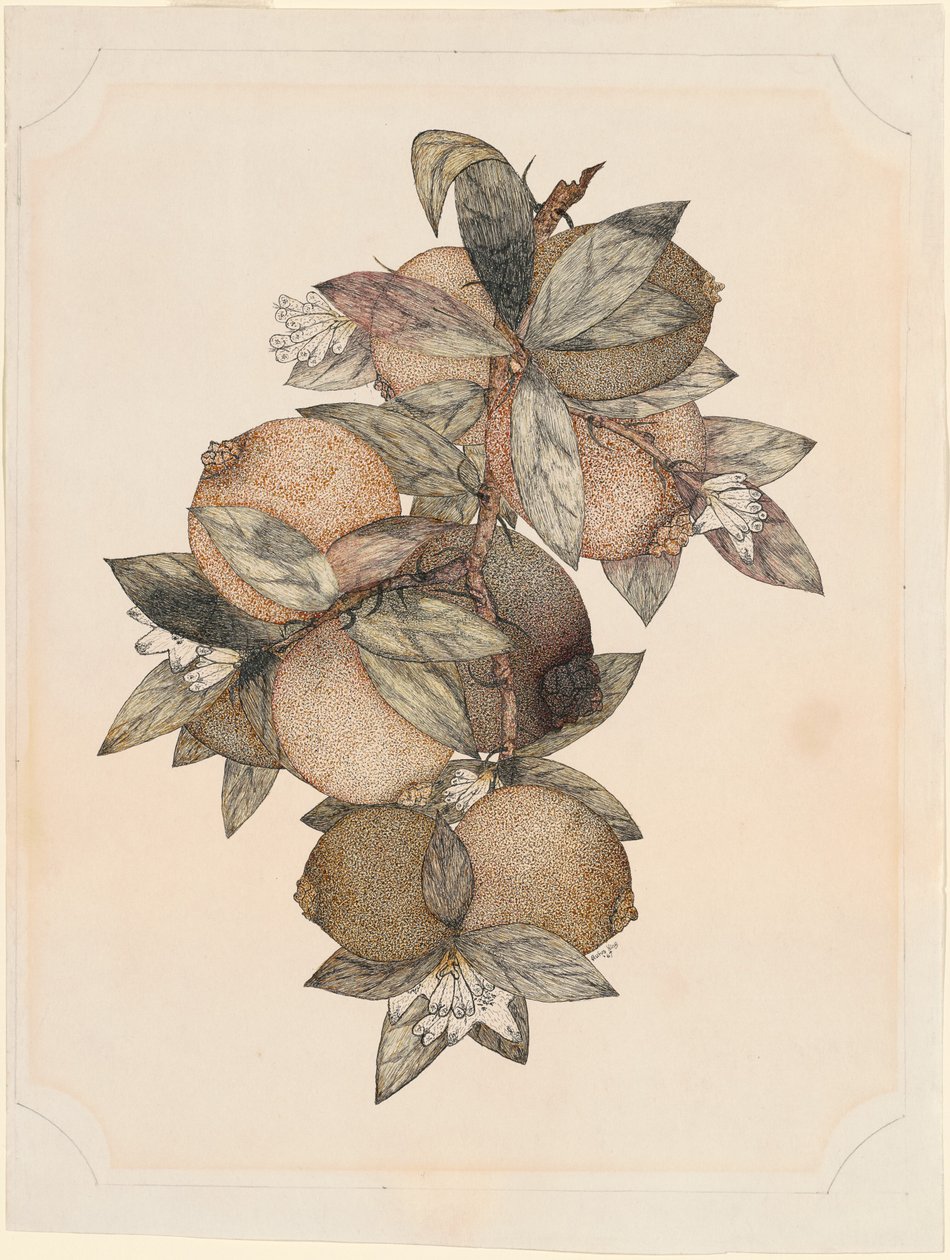 Frutto di Melograno da Rufus King