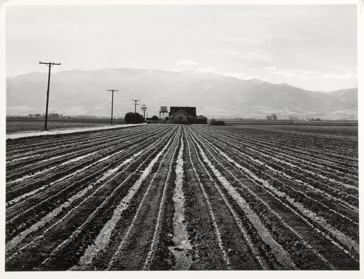 Giovane lattuga, Salinas, California da Russell Lee