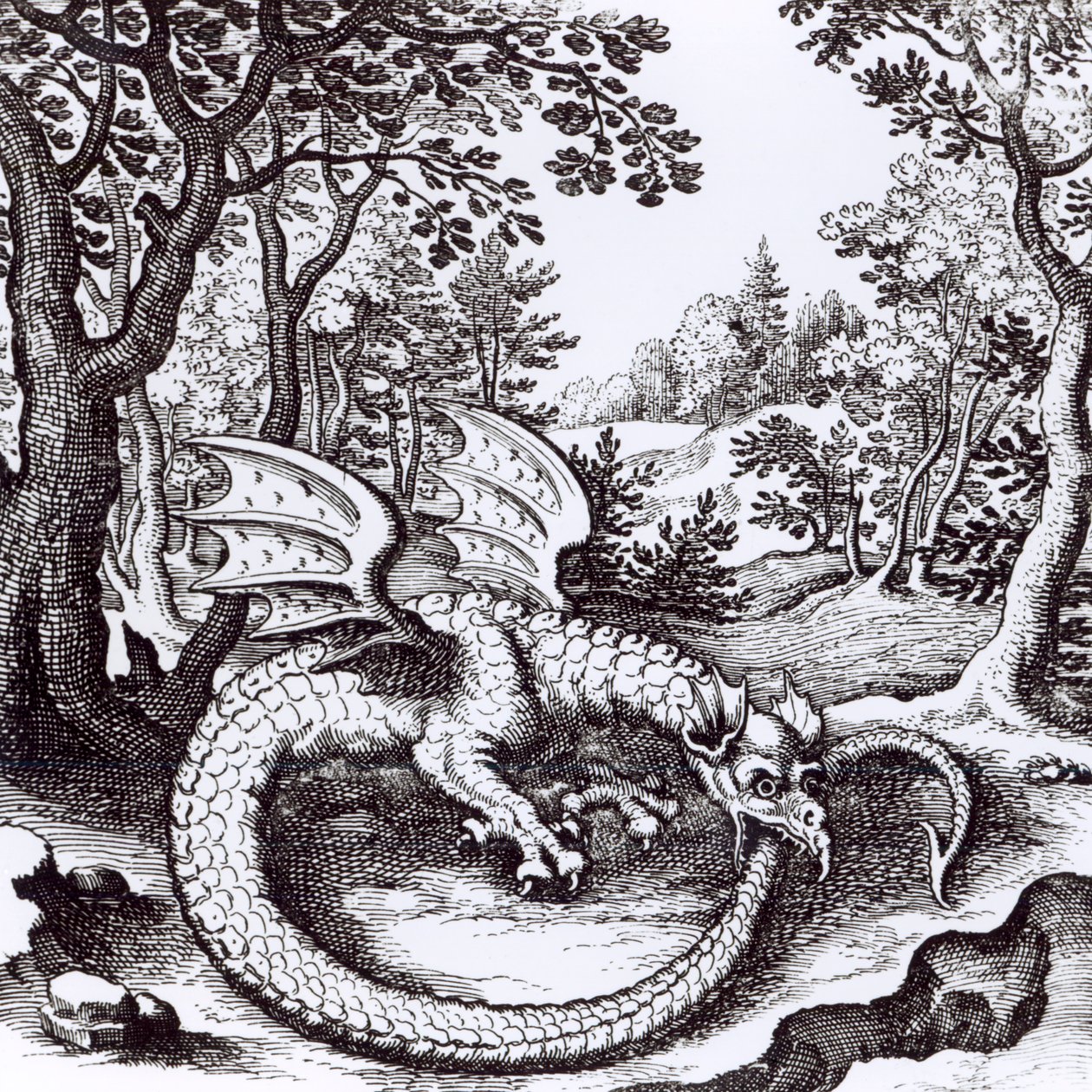 Un drago nella foresta, da 