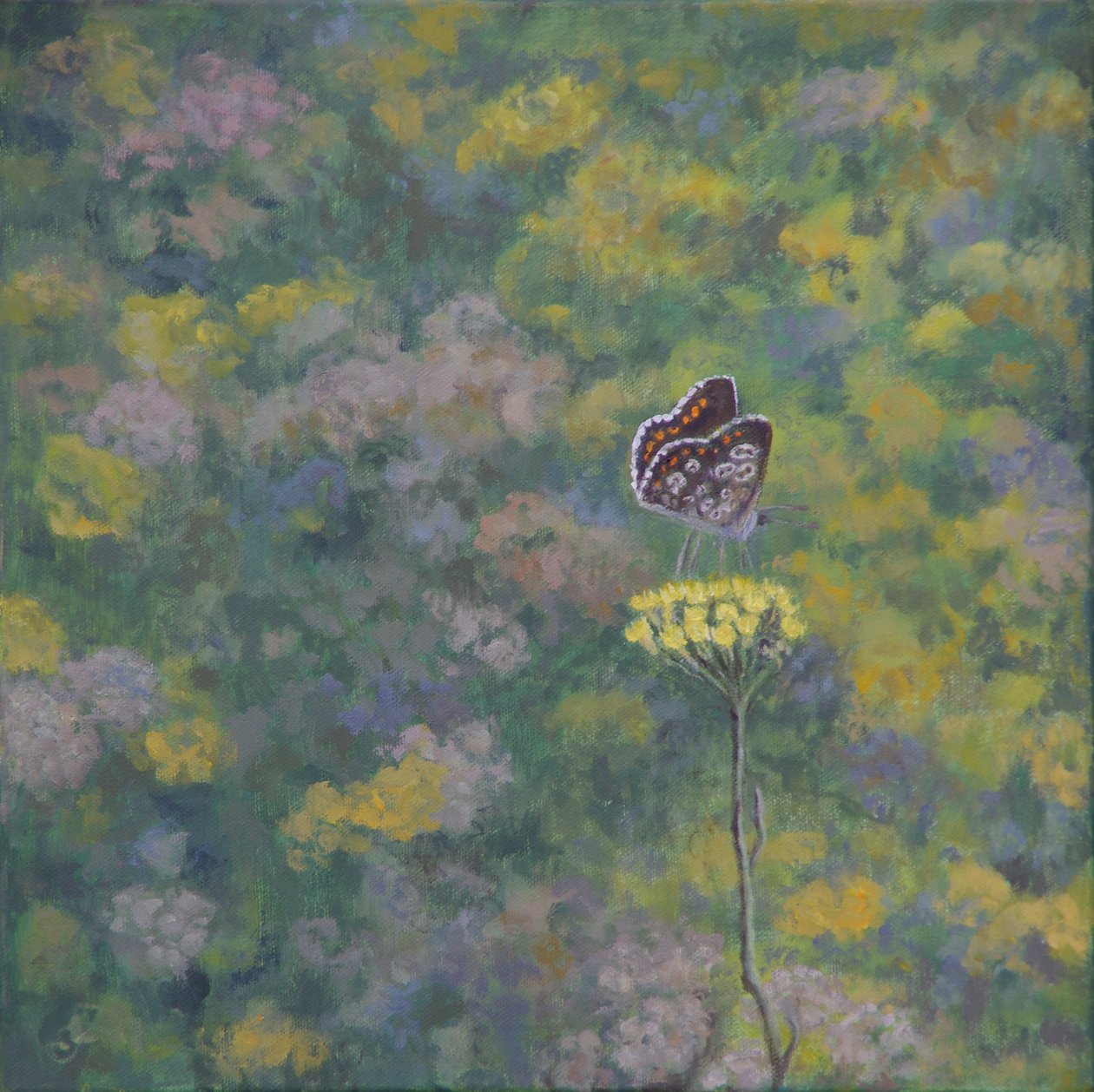 Brown Argus (dopo una foto di Sara Crow) da Ruth Addinall