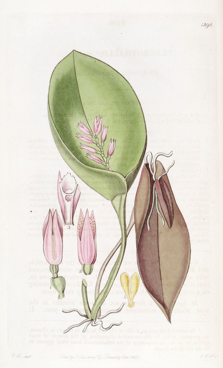 Acianthera prolifera (come sin. Pleurothallis prolifera) da S. Watts