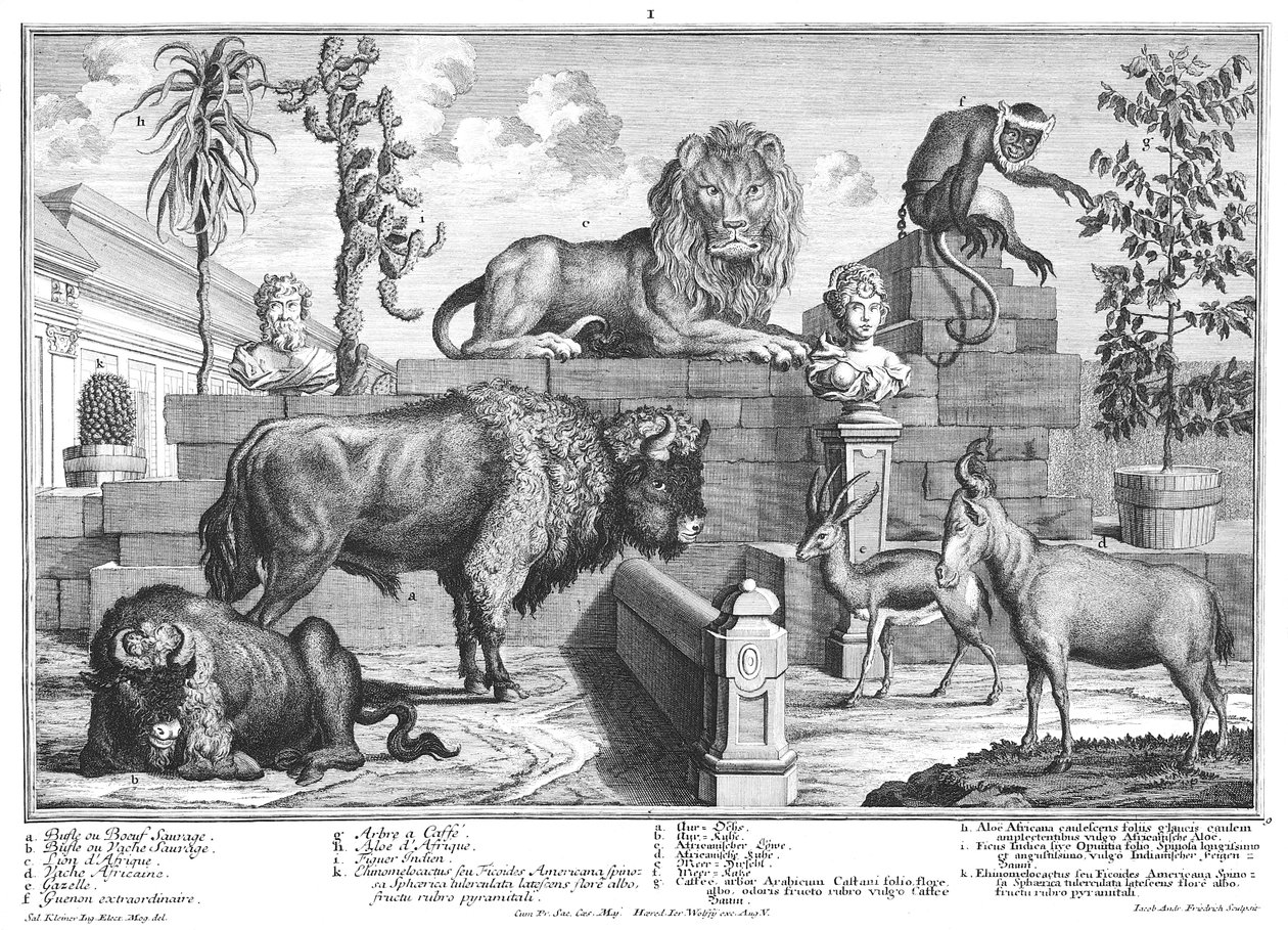 Leone e coppia di bisonti da Salomon Kleiner