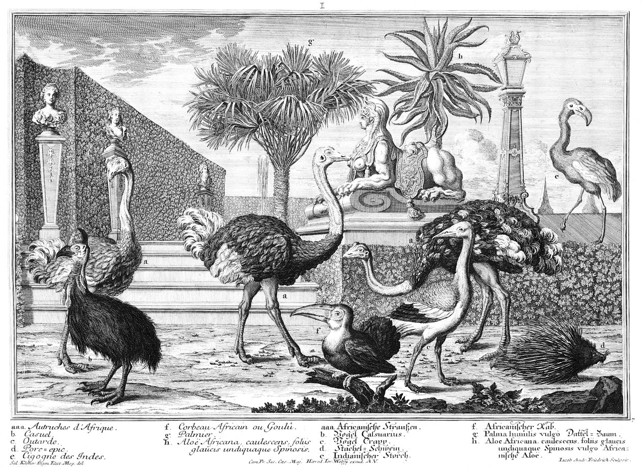 Struzzo, casuario, porcospino da Salomon Kleiner
