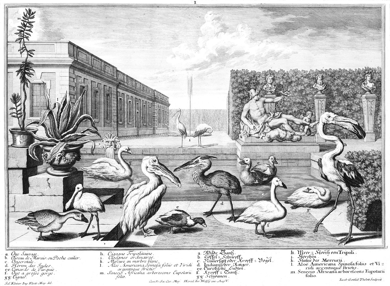 Uccelli acquatici da Salomon Kleiner