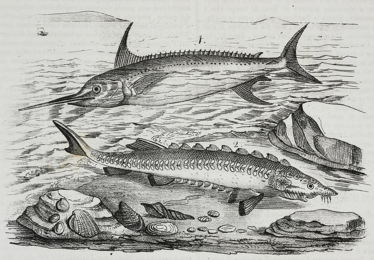 1 Pesce spada (Xiphias gladius), 2 Storione (Acipenser sturio), da Poliorama Pittoresco, n. 10, 16 ottobre da Salvatore Puglia