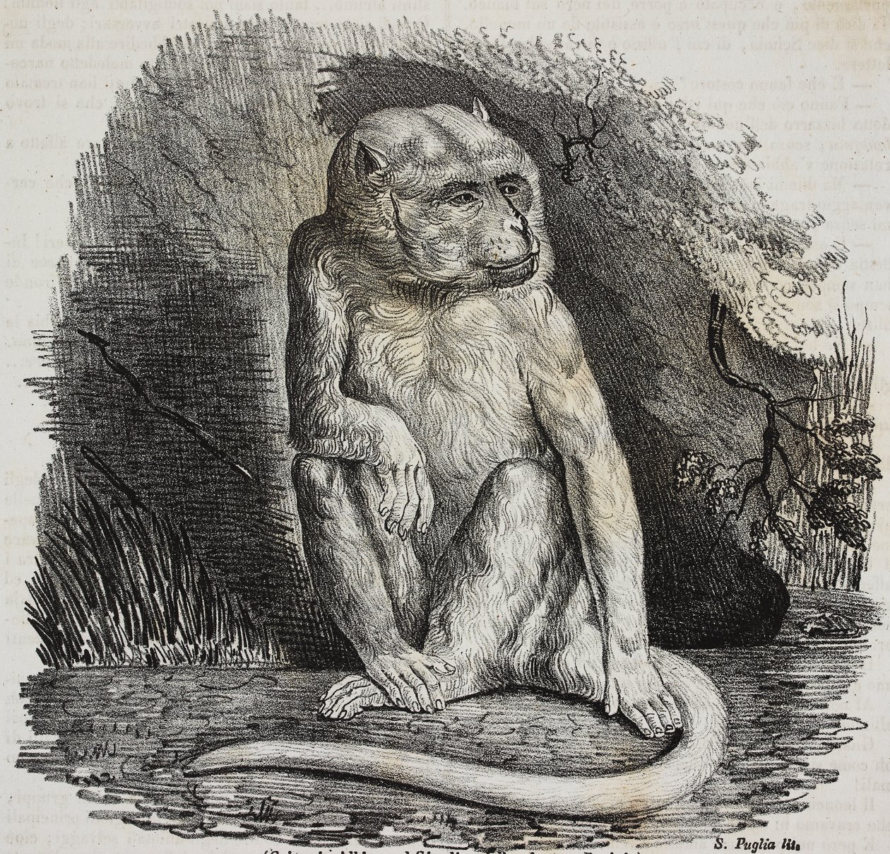 Scimmia albina nel Jardin des Plantes, giardino botanico di Parigi, Francia, litografia di Salvatore Puglia da Poliorama Pittoresco, n 23, 14 gennaio da Salvatore Puglia