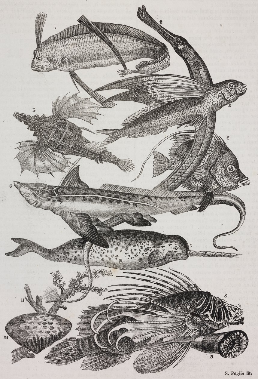 Creature oceaniche: 1 Dattiloftera, 2 Syngnathus, 3 Pegasus, 4 Trachypterus, 5 Chaetodon, 6 Pesce coniglio, 7 Unicorno (narvalo), 8 Pteroid volanti, 9 Attinia da Salvatore Puglia