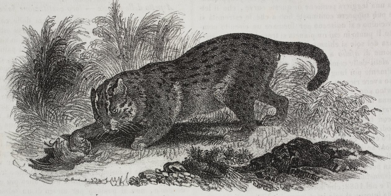 Gatto di Sumatra, litografia di Salvatore Puglia da Poliorama Pittoresco, n 47, 1 luglio da Salvatore Puglia