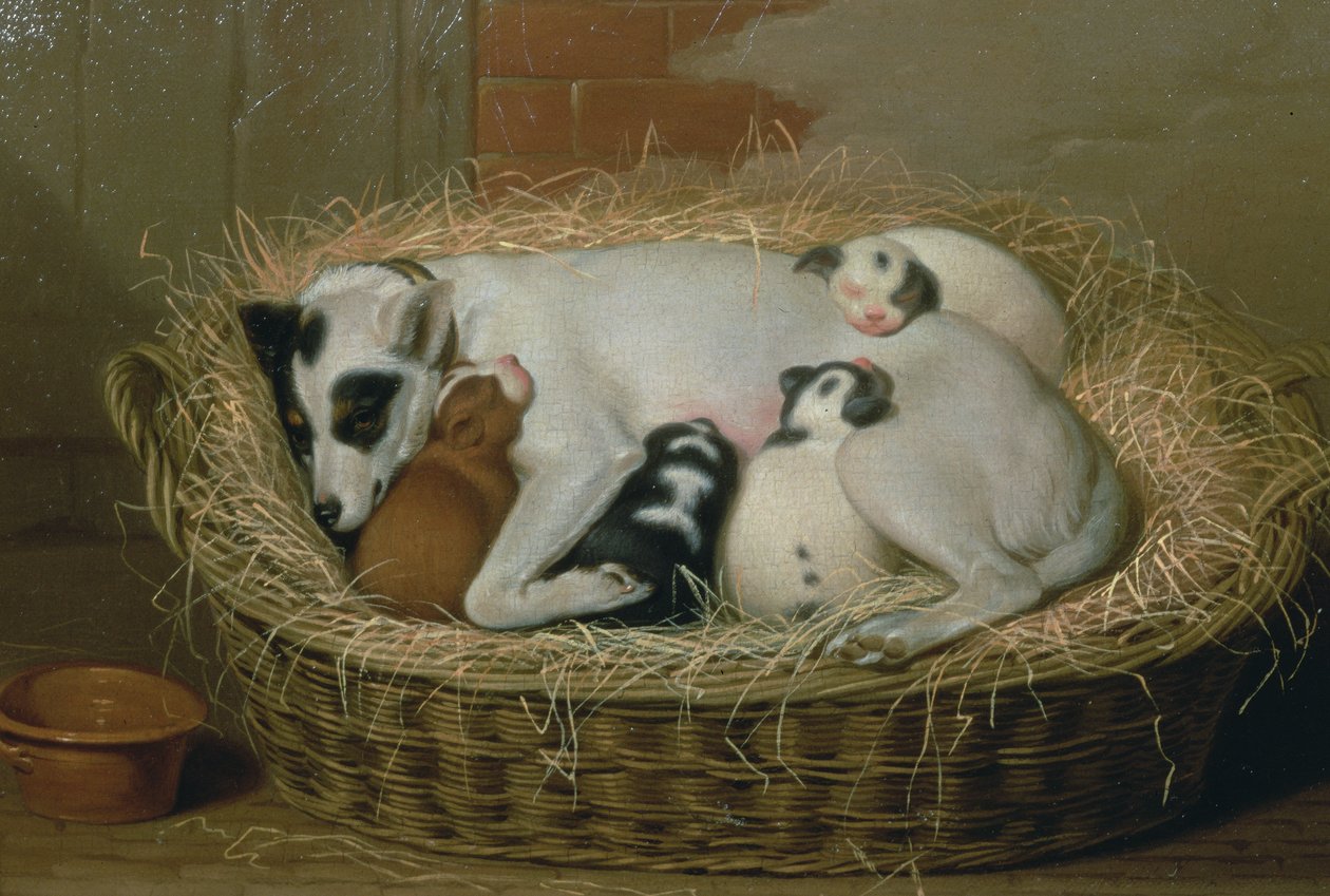 Cagna con i suoi cuccioli in un cesto di vimini da Samuel de Wilde