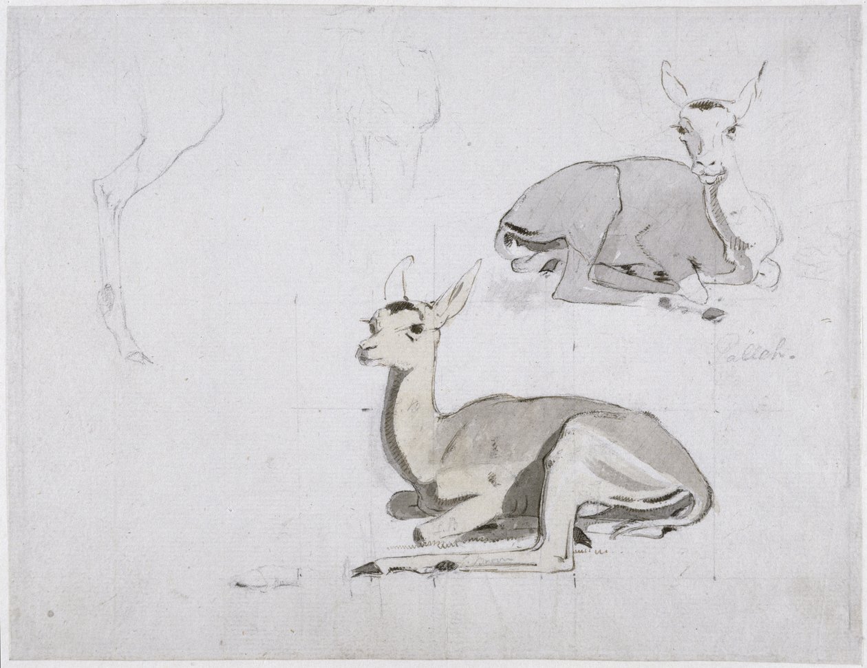 Studi di giovani cervi Pallah a riposo da Samuel Daniell