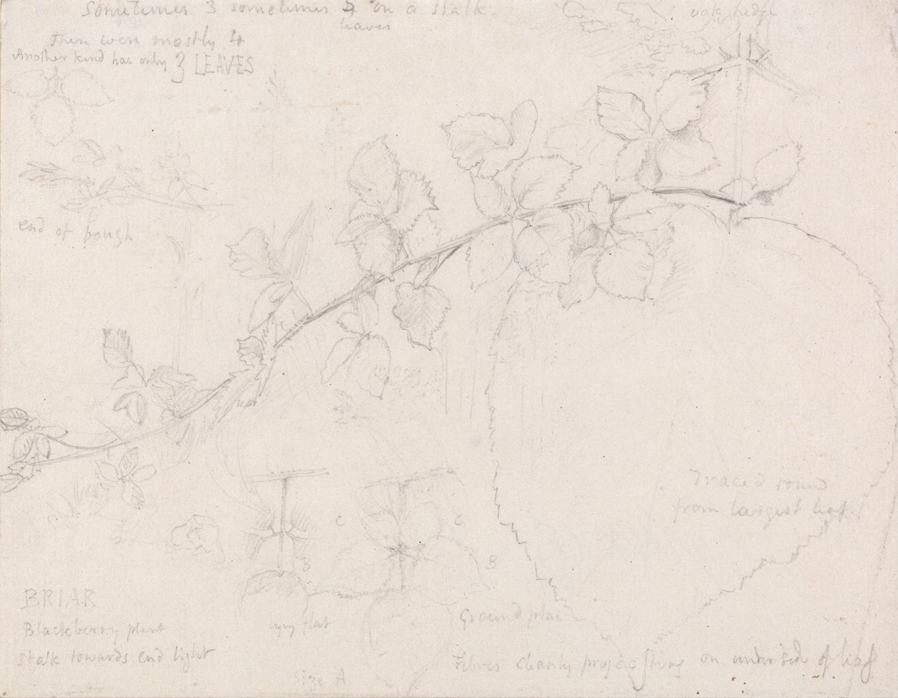 Rovi da Samuel Palmer