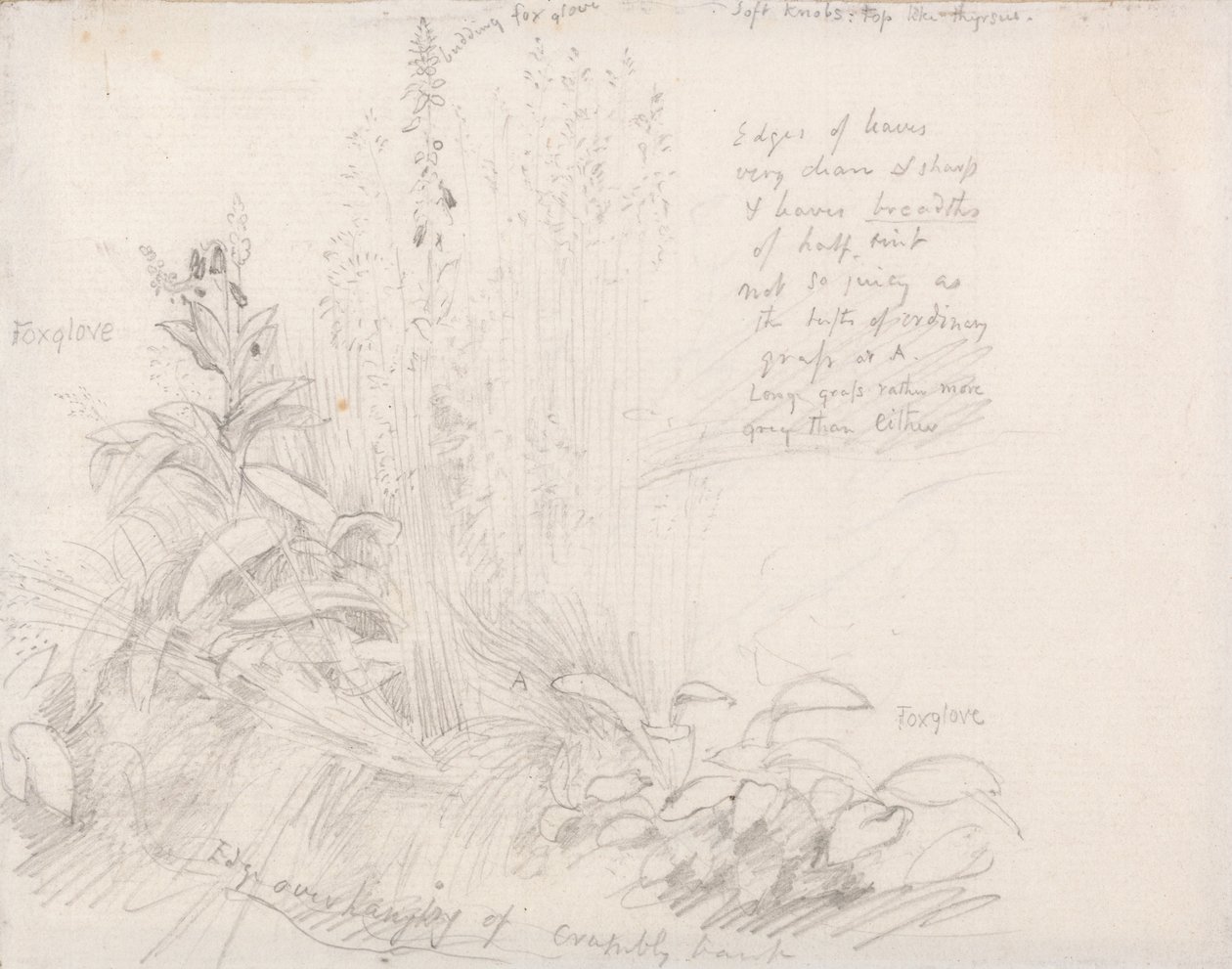 Digitale da Samuel Palmer
