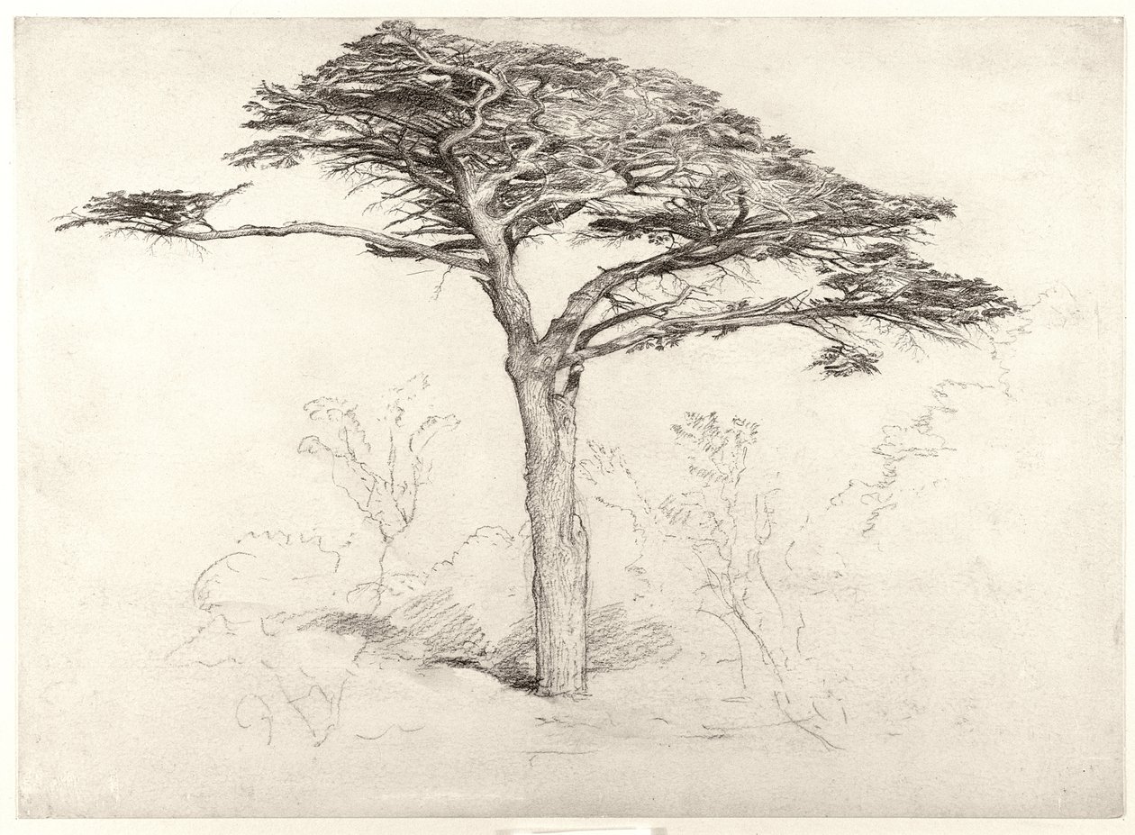 Vecchio cedro nel giardino botanico, Chelsea da Samuel Palmer