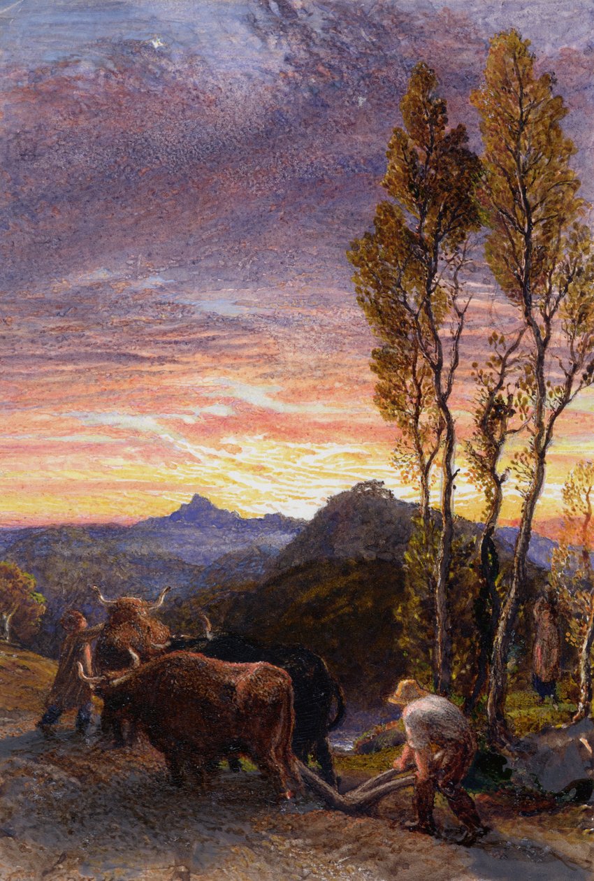 Buoi che arano al tramonto da Samuel Palmer