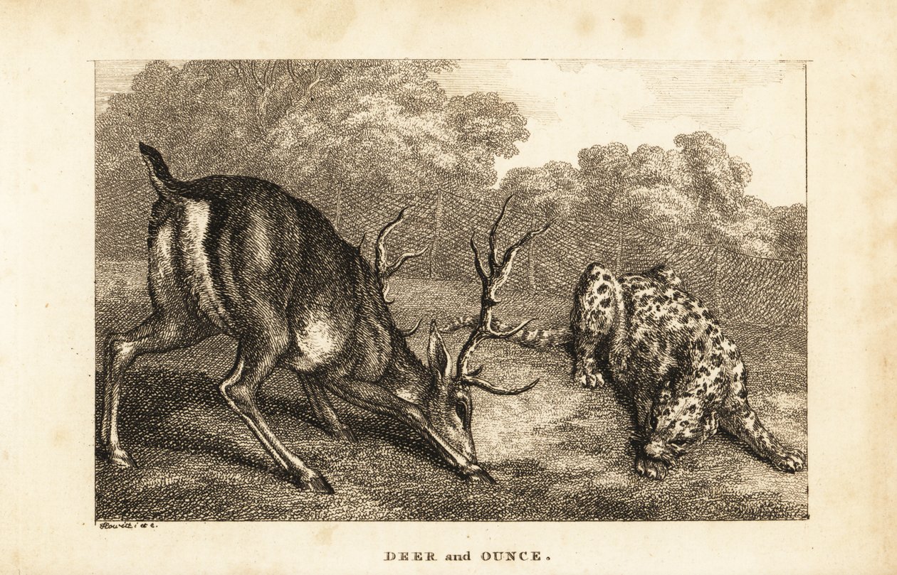 Incontro tra un cervo, Cervus elaphus, e un leopardo delle nevi, Panthera uncia da Samuel (after) Howitt