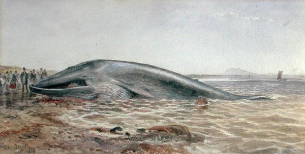 La balena di Aberlady, Longriddy Bay da Samuel Bough
