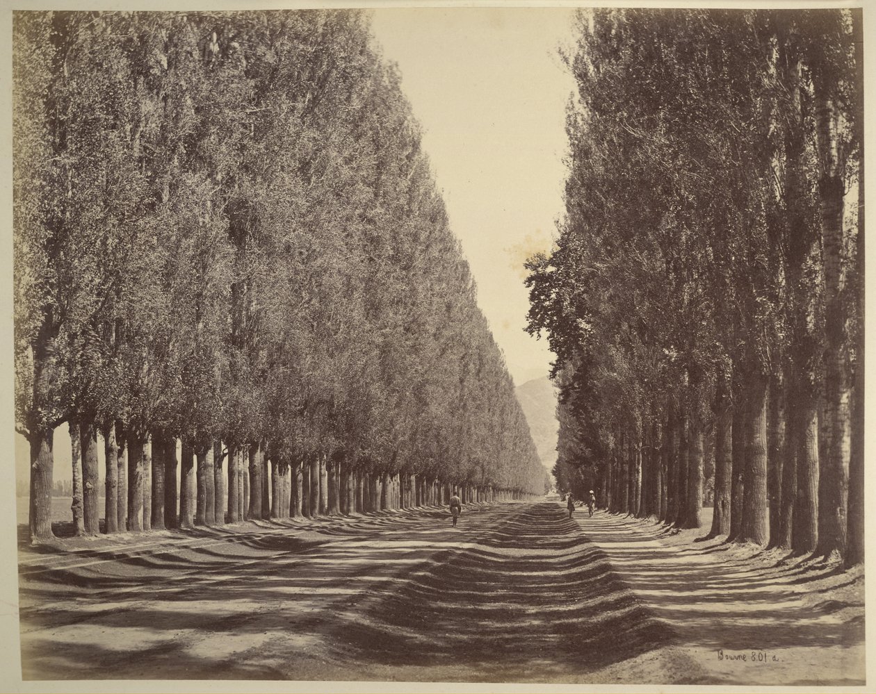 Una strada fiancheggiata da pioppi, Kashmir da Samuel Bourne