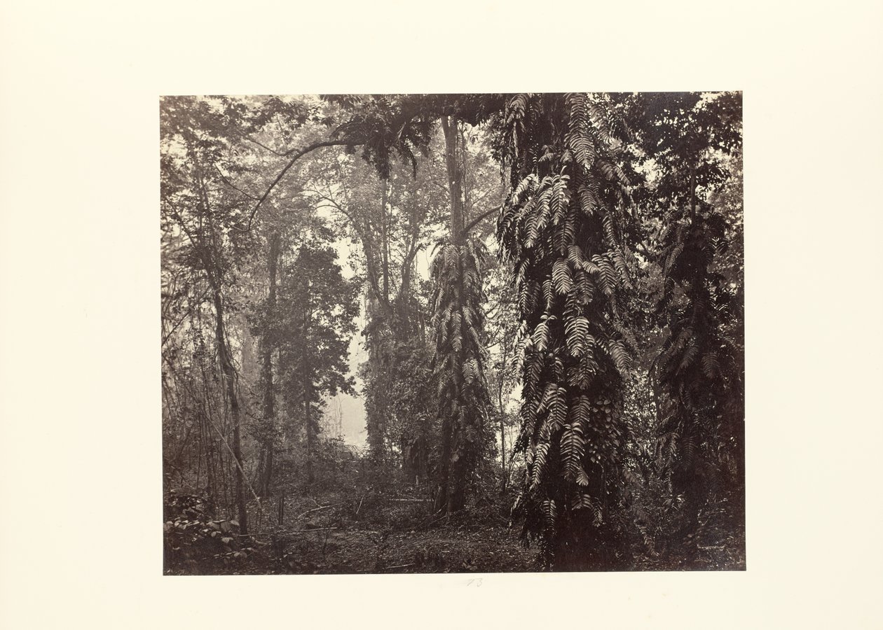 Darjeeling; Striscianti nella foresta sotto Ging da Samuel Bourne
