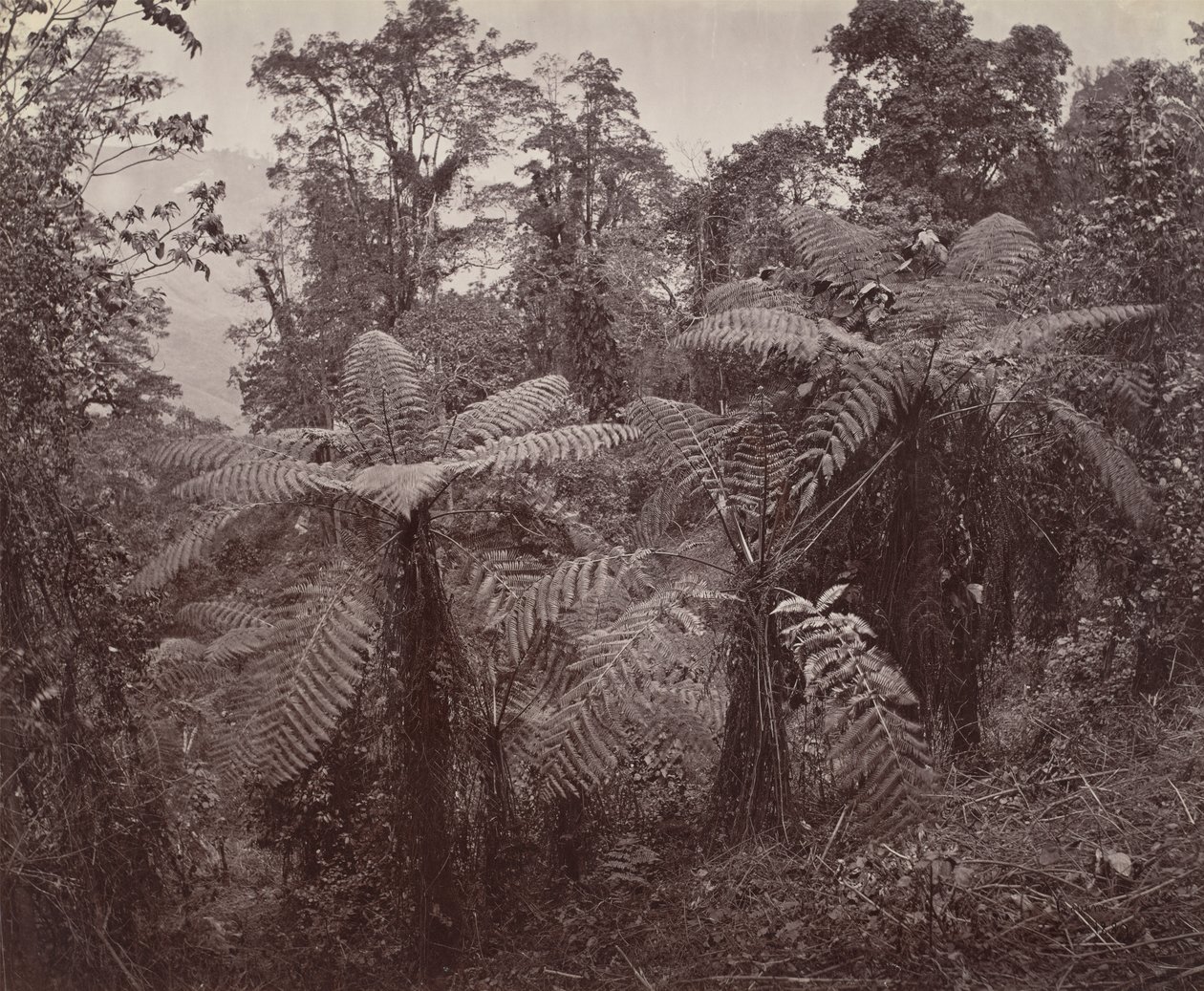 Darjeeling, Gruppo di Felci Arboree a Lebong da Samuel Bourne
