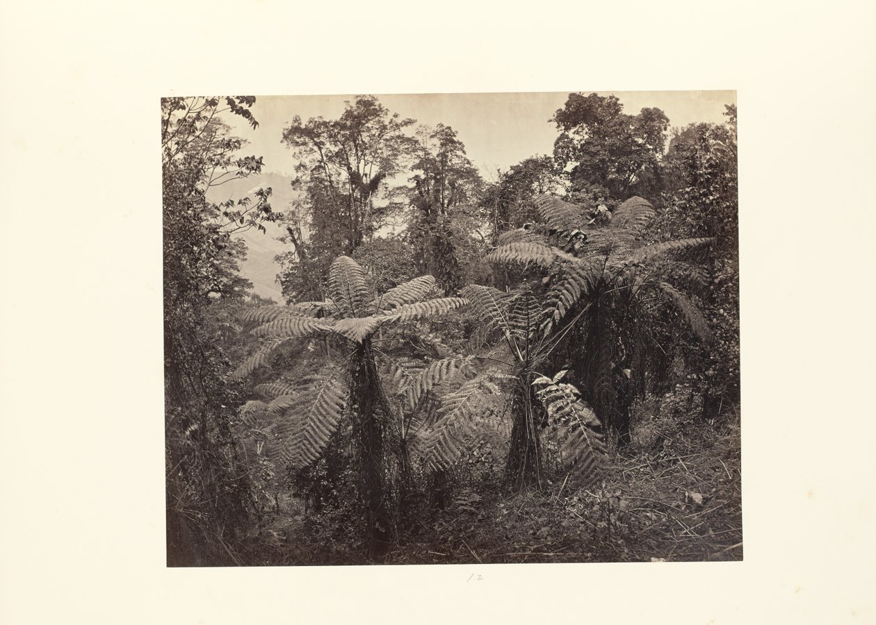 Darjeeling; gruppo di felci arboree a Lebong da Samuel Bourne