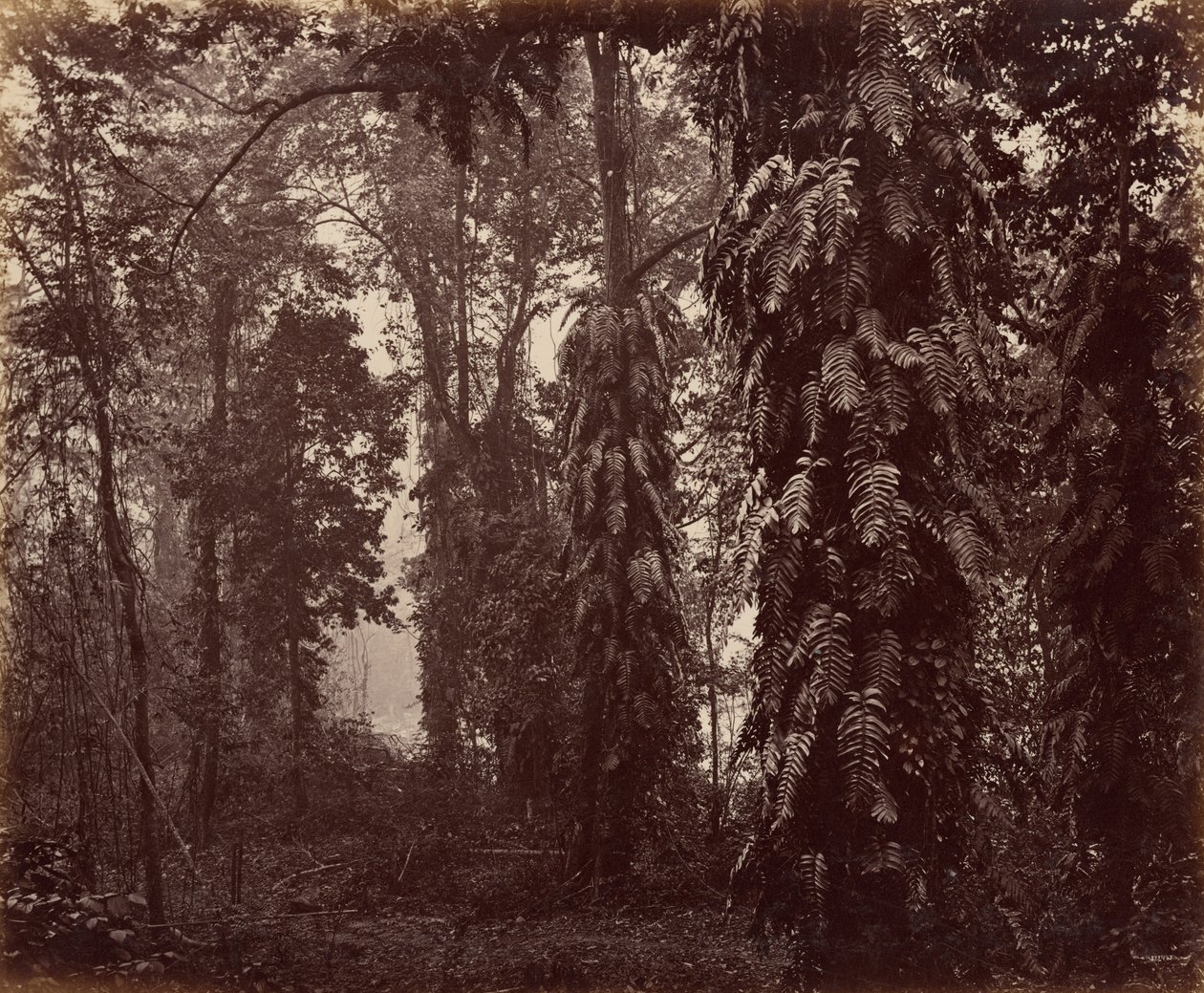 Darjeeling, India da Samuel Bourne