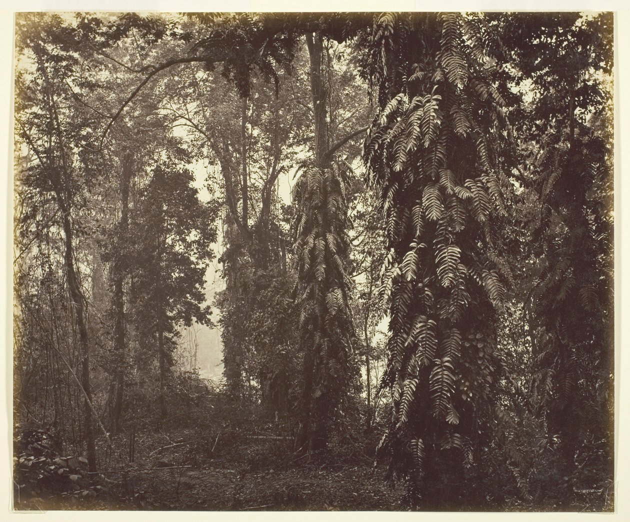 Darjeeling, India, c. 1865 da Samuel Bourne
