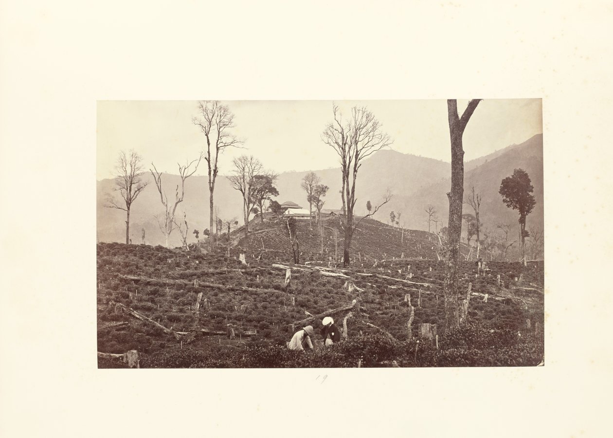 Darjeeling; Veduta della tenuta del tè Selim, con la fabbrica superiore e il bungalow da Samuel Bourne