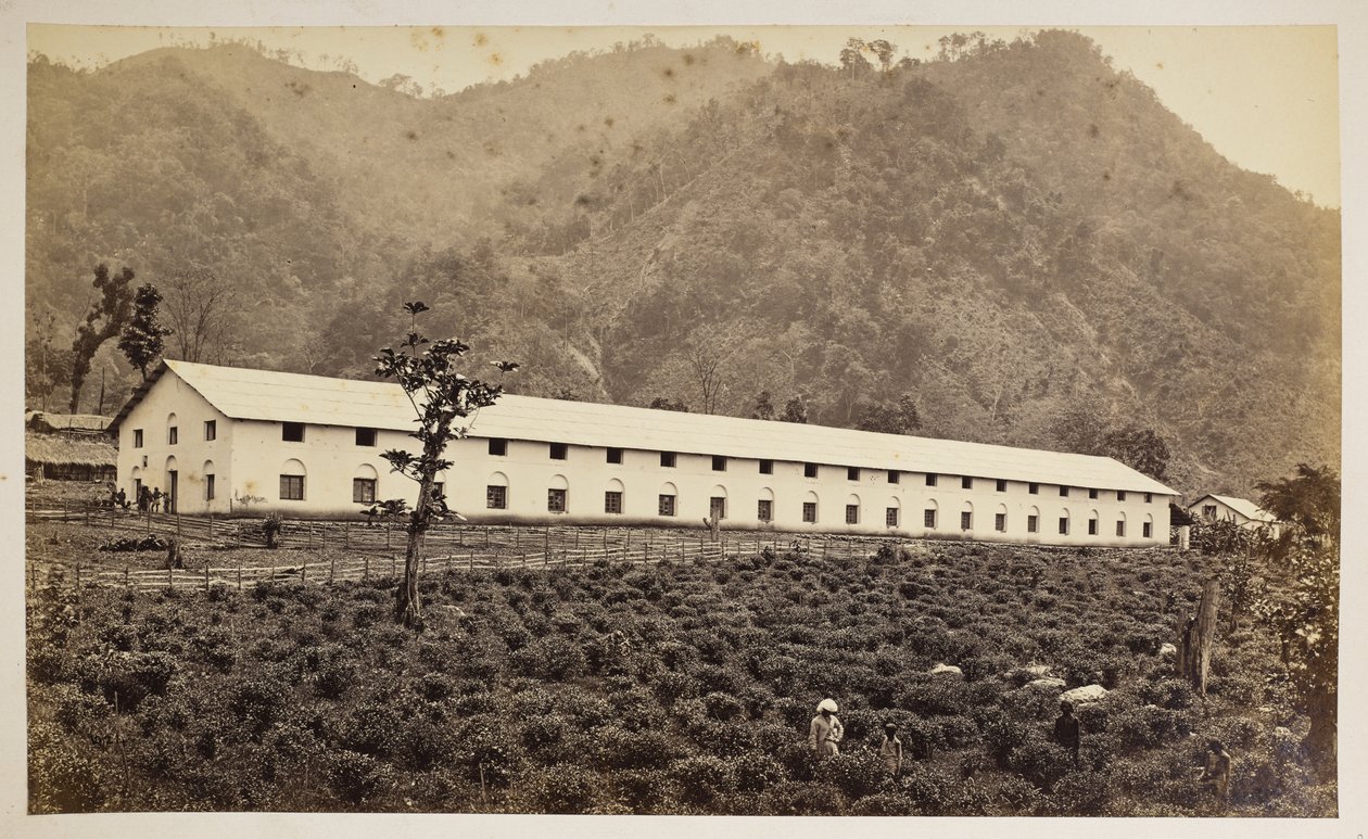 La tenuta del tè Selim, Darjeeling, la nuova fabbrica, divisione inferiore, da 