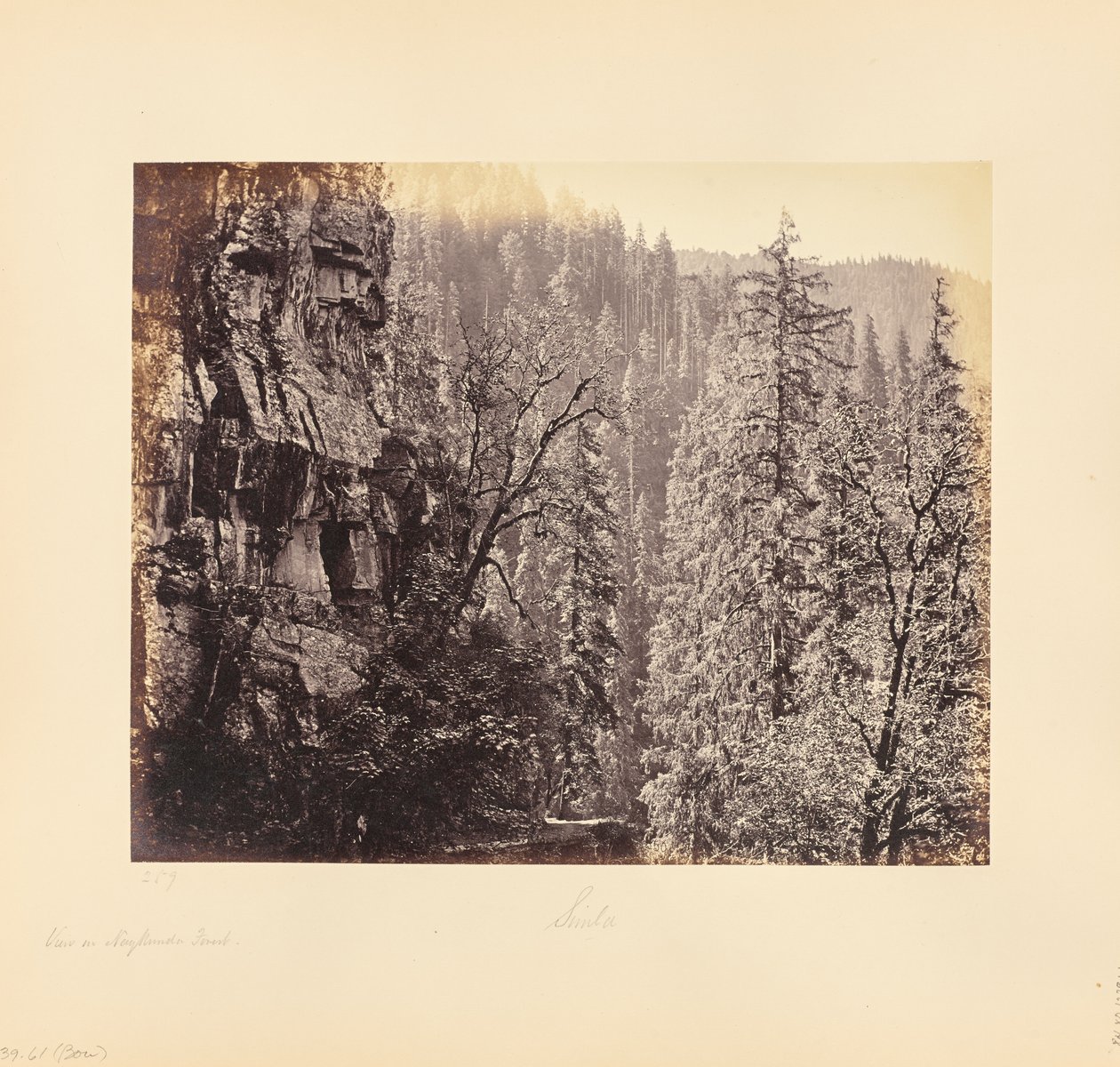 Veduta nella foresta di Narkunda da Samuel Bourne