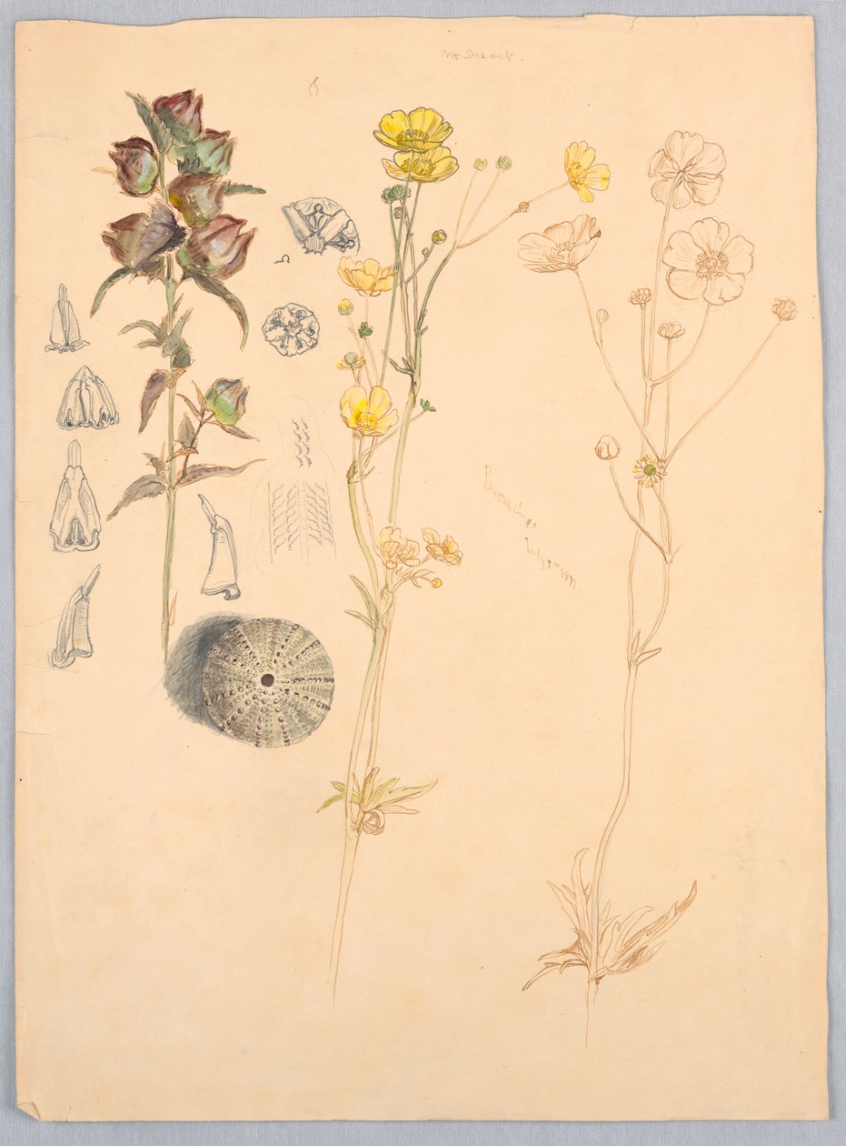 Ranuncoli, Monte Desert da Samuel Colman