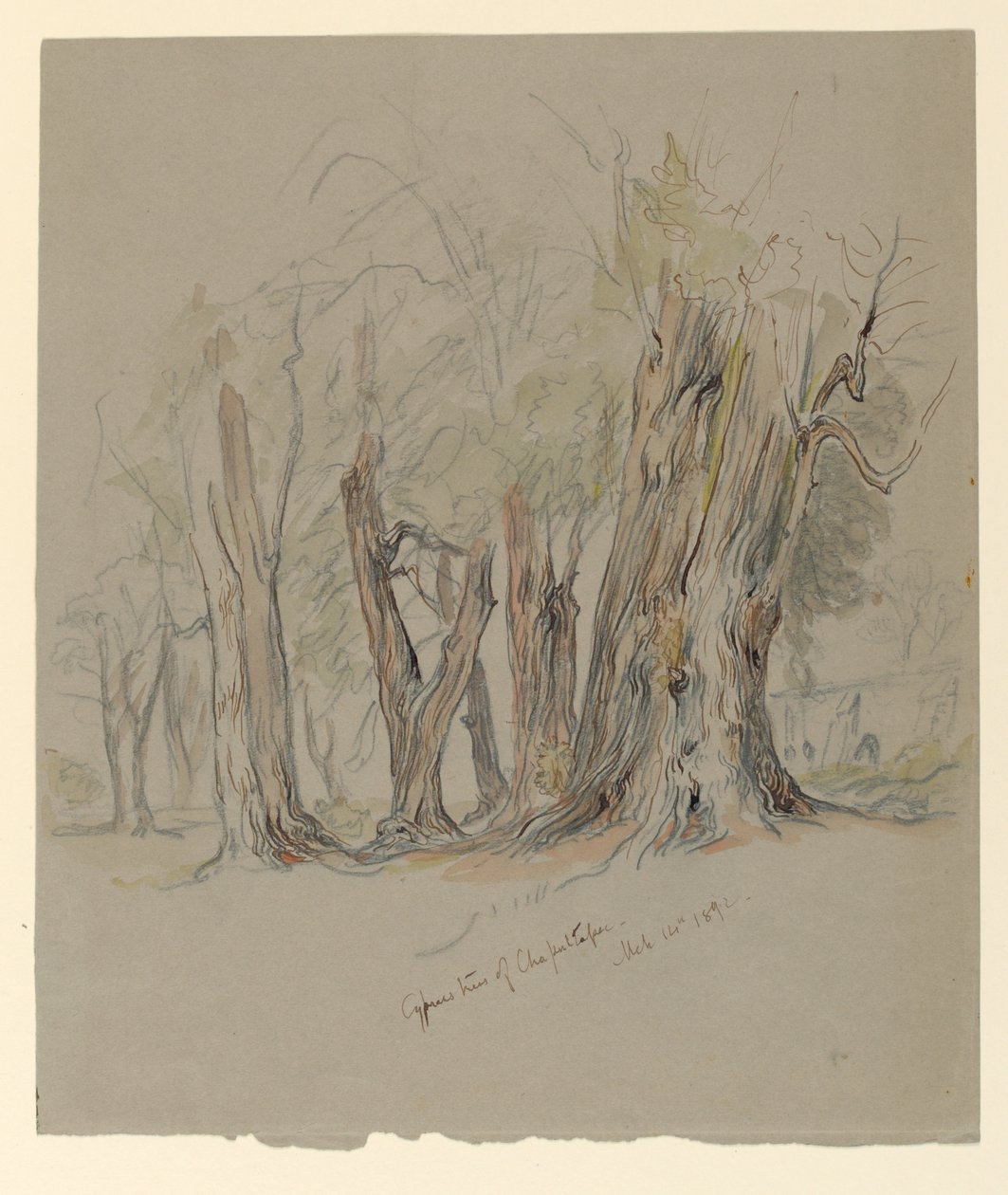 Alberi di cipresso di Chapultepec, Messico da Samuel Colman