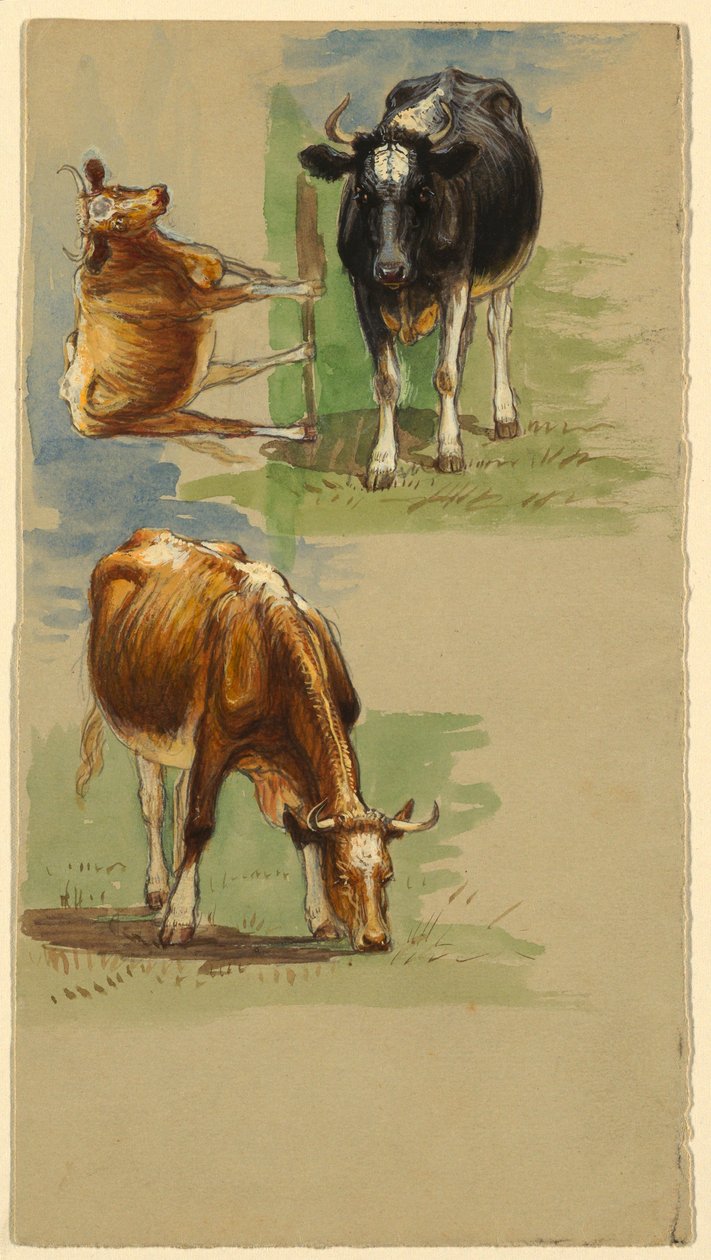Disegno, bovini, manzi, 1875-80 da Samuel Colman