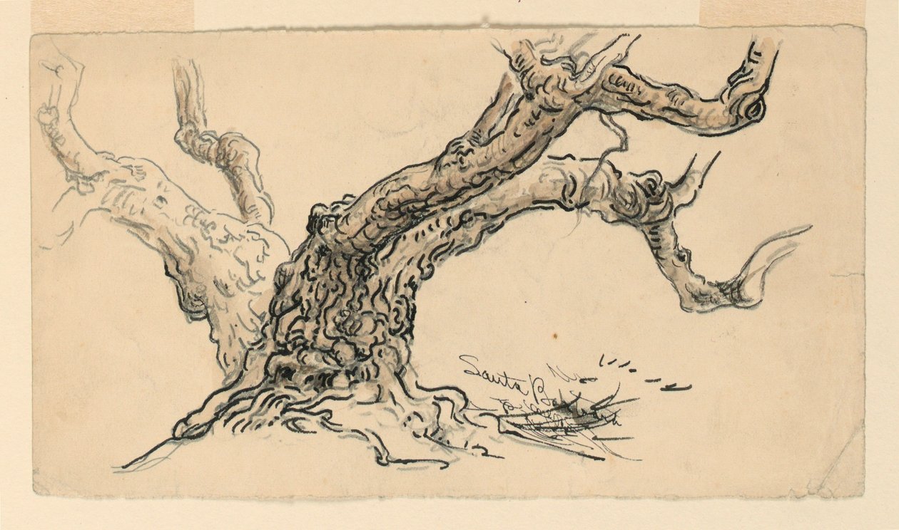 Disegno, schizzi. Sicomori, Santa Barbara, California, 1888 ca. da Samuel Colman