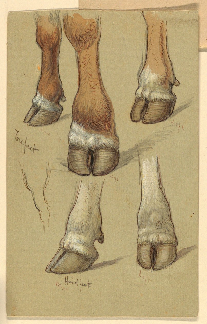 Disegno, Studi sul bestiame, 1871 da Samuel Colman