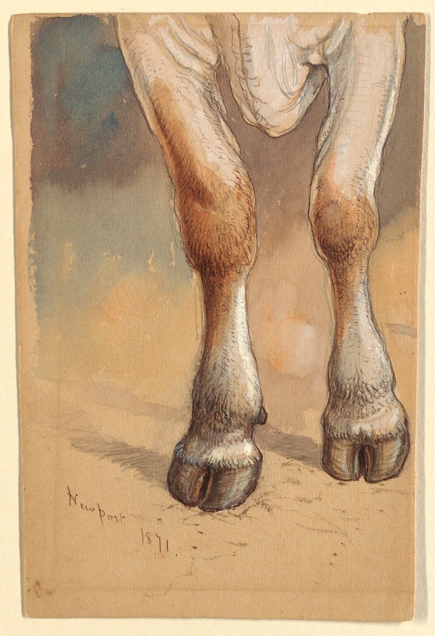 Disegno, Studi sul bestiame, 1871 da Samuel Colman