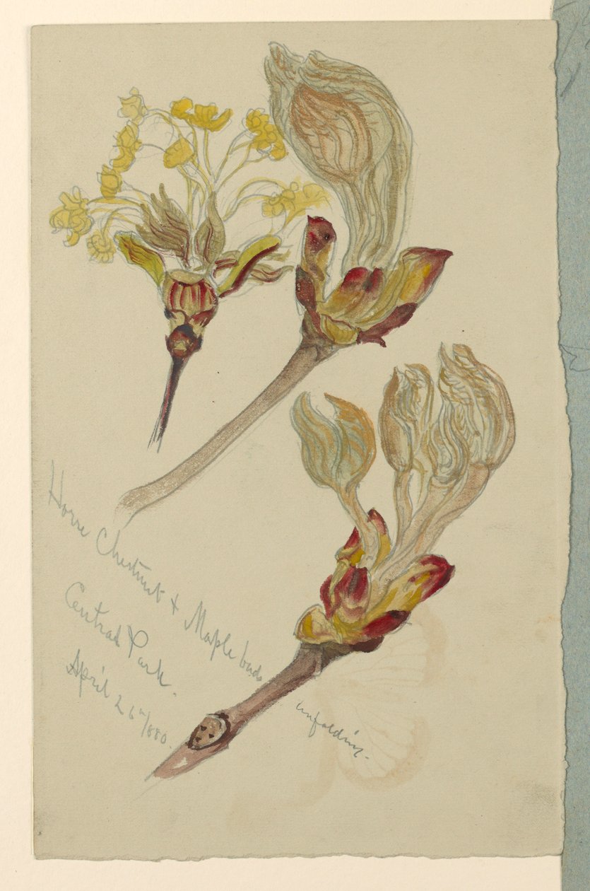 Disegno, studi. Ippocastano e gemme di acero che si schiudono, Central Park, N.Y.C., 26 aprile 1880 da Samuel Colman